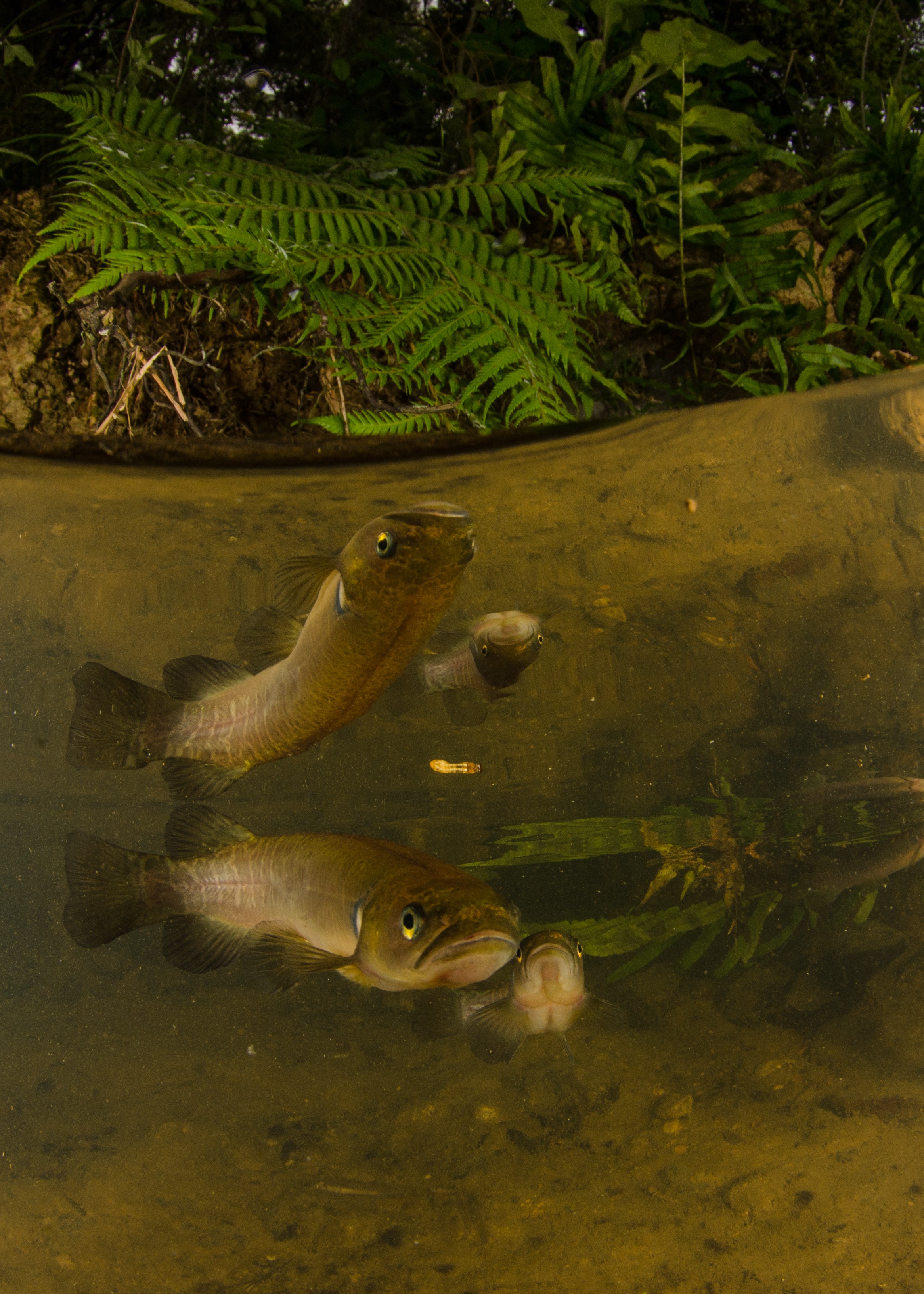 DSC_5383 – Banded, kokopu, Galaxias, fasciatus, home, kaiatea, stream, Crispin, new, zealand, new zealand, freshwater, streams, stream, rivers, galaxid